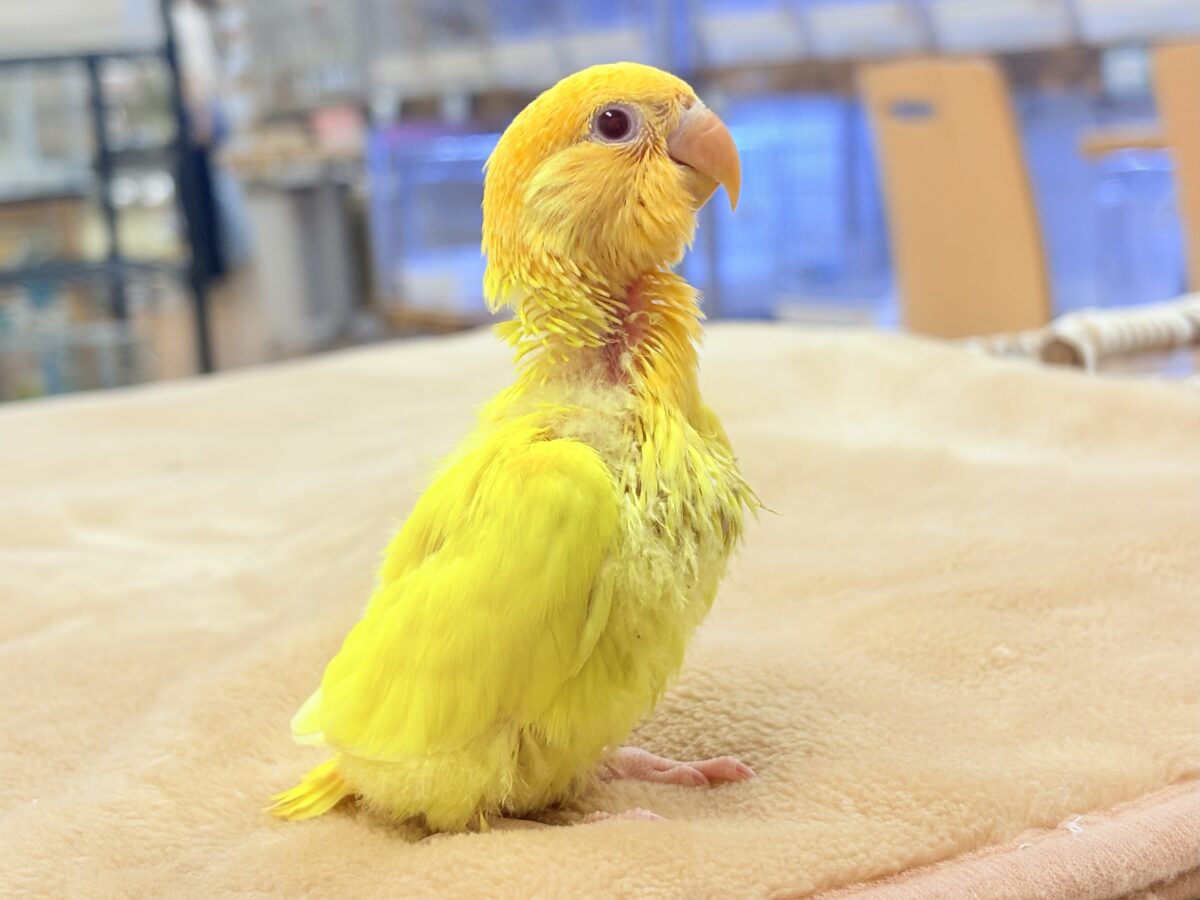 コザクラインコ（小桜インコ）