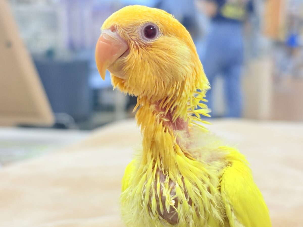 コザクラインコ（小桜インコ）