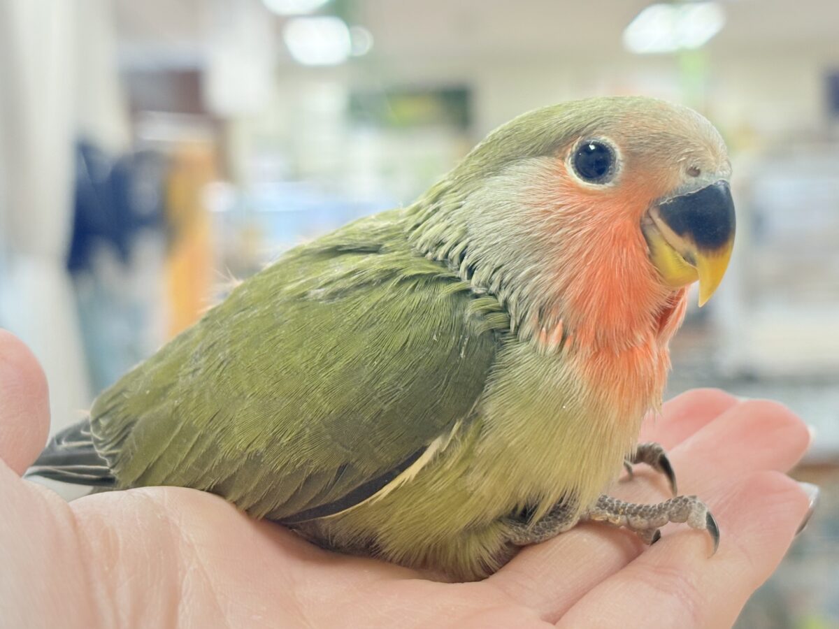 コザクラインコ（小桜インコ）