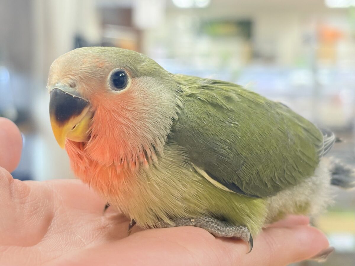 コザクラインコ（小桜インコ）