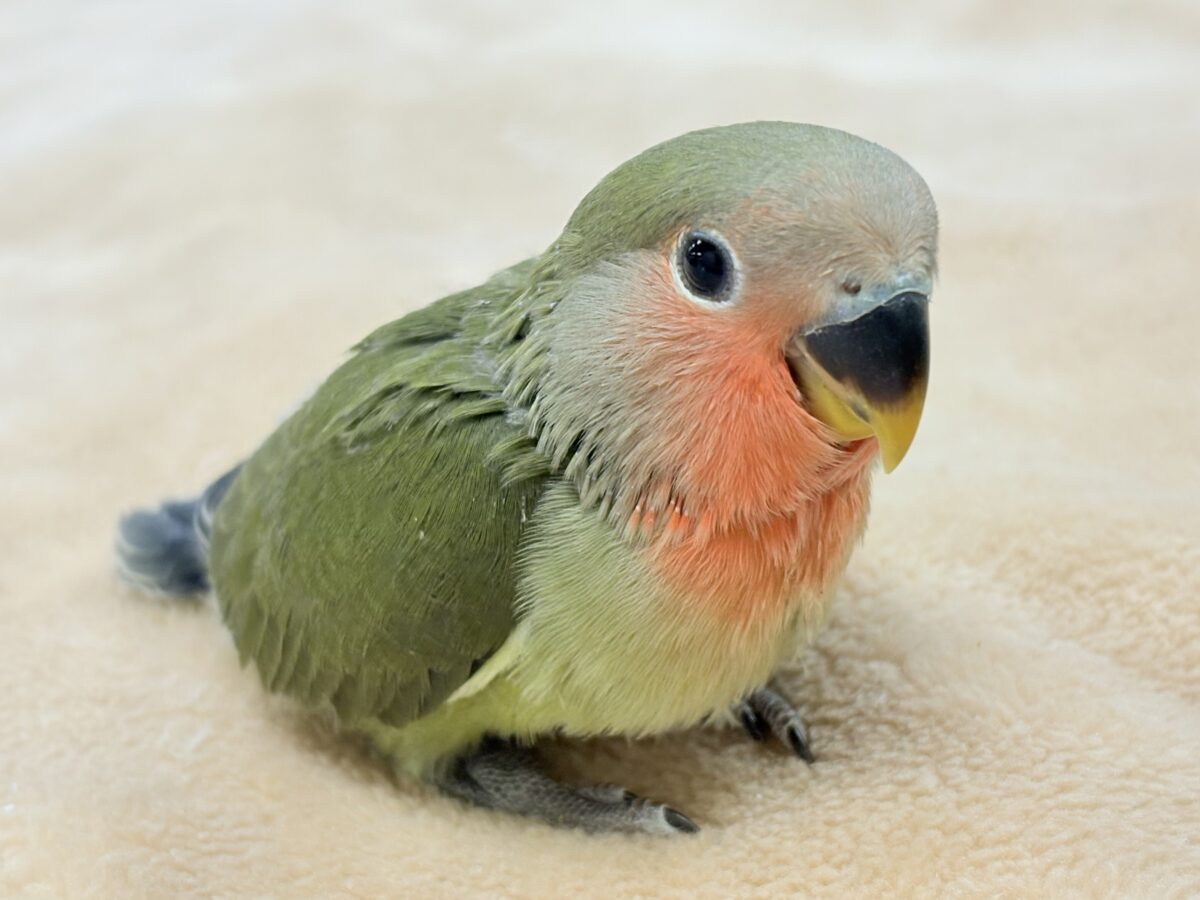 コザクラインコ（小桜インコ）