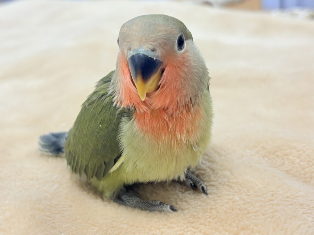 コザクラインコ（小桜インコ）