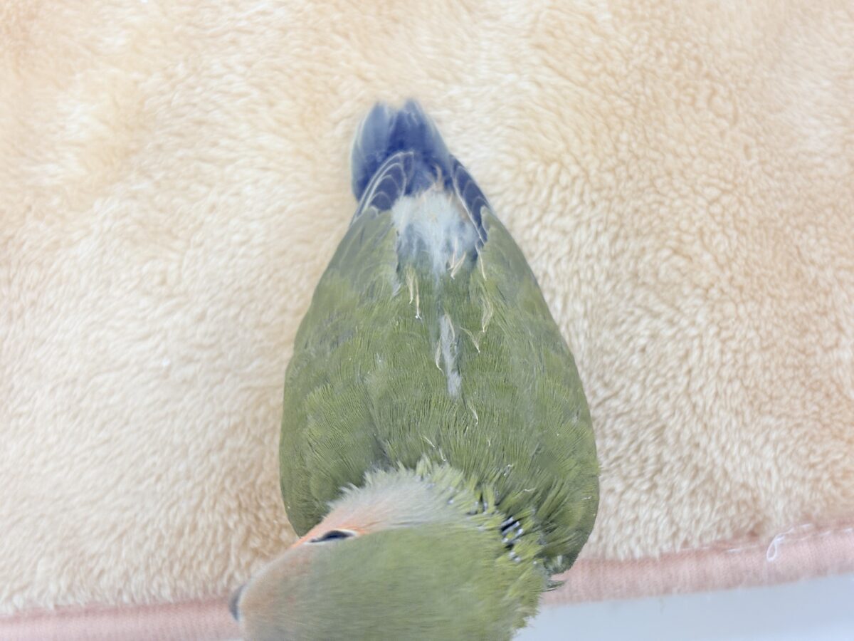 コザクラインコ（小桜インコ）