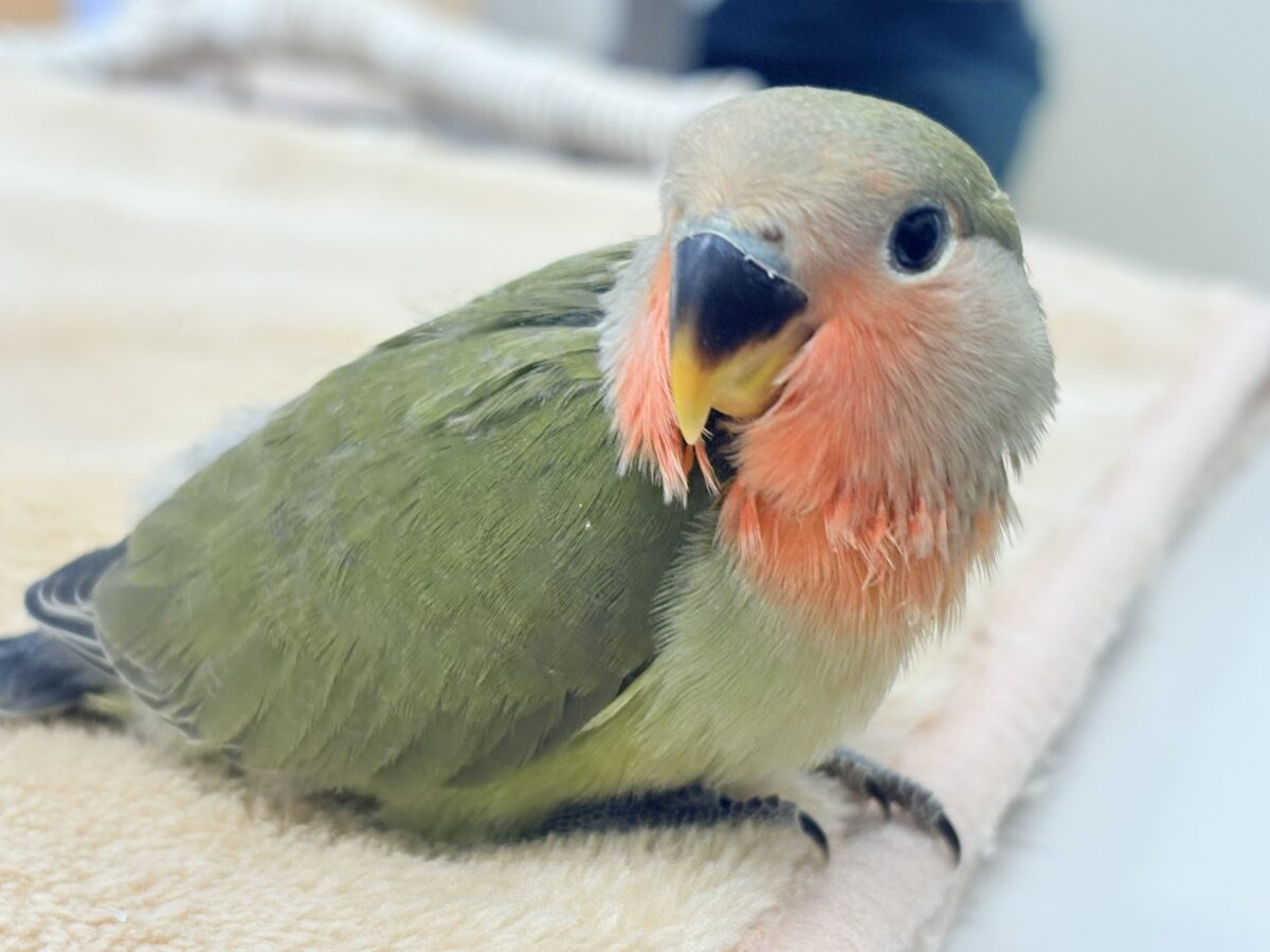 コザクラインコ（小桜インコ）