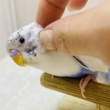 最新画像更新✨ぴとっと仲良しさん💕癒しをお届け〜セキセイインコ☘️
