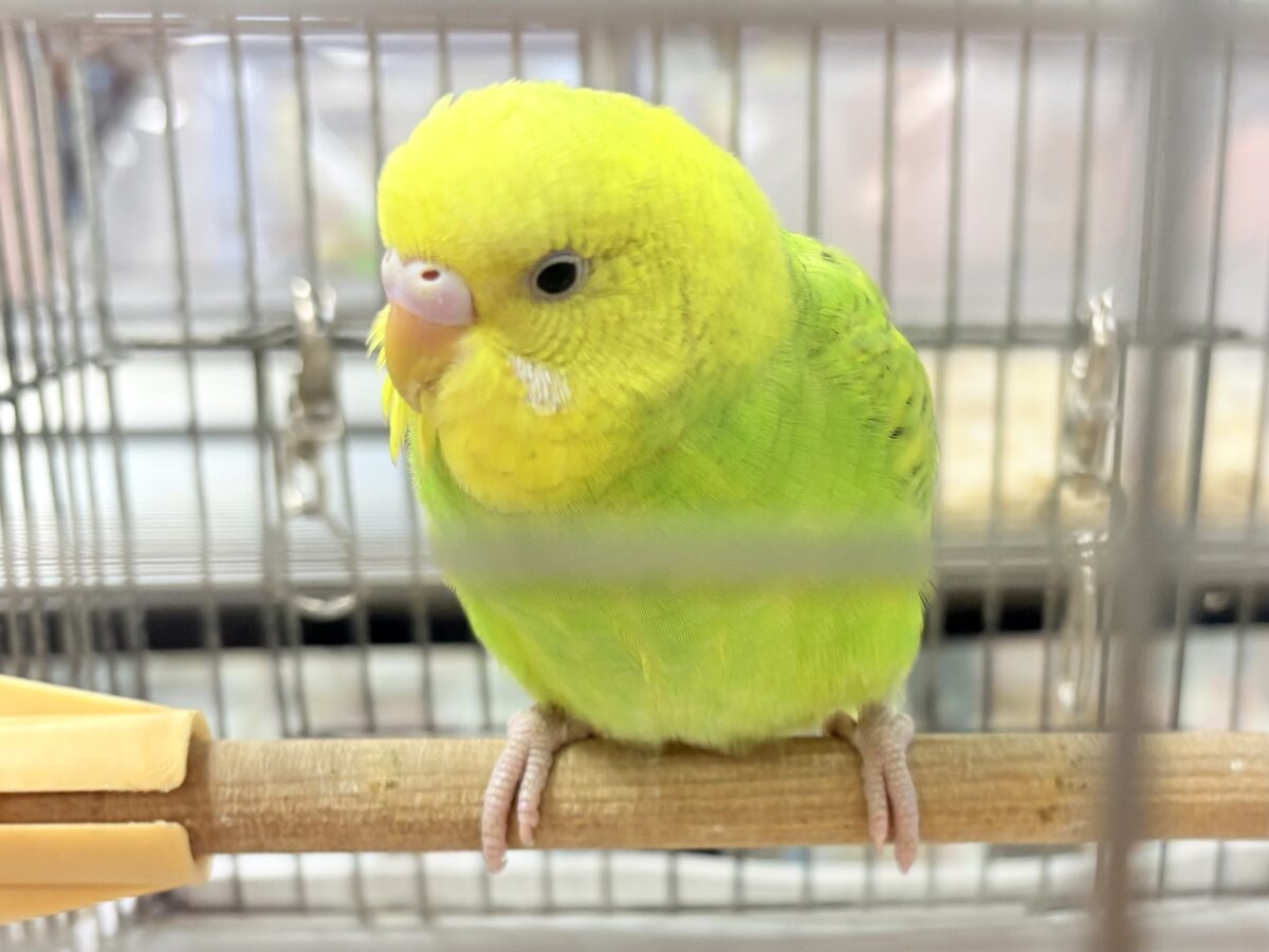 遊ぶの大好き‼️肩乗り大好き‼️セキセイインコ(スパングル) セキセイインコ