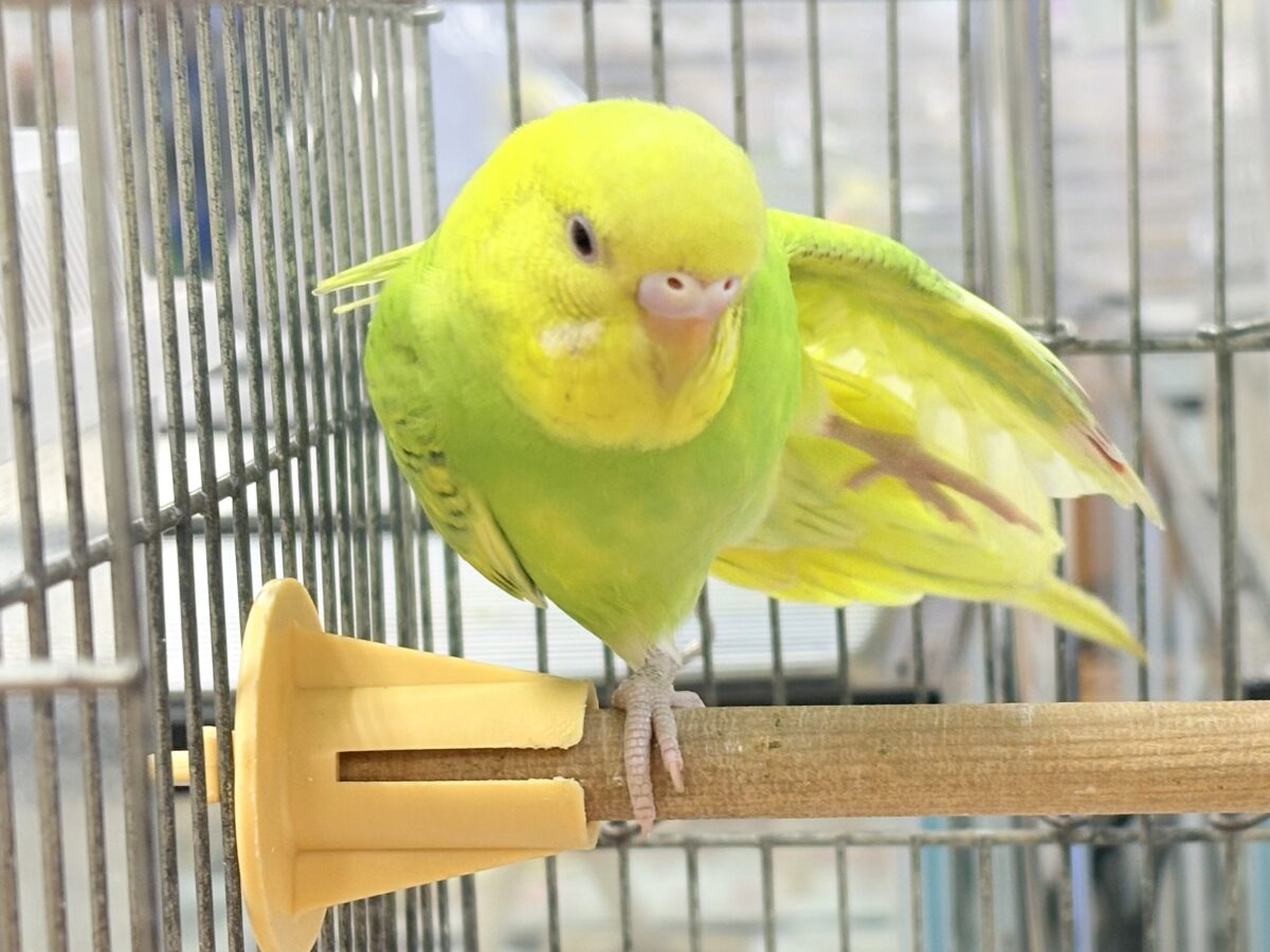 遊ぶの大好き‼️肩乗り大好き‼️セキセイインコ(スパングル) セキセイインコ