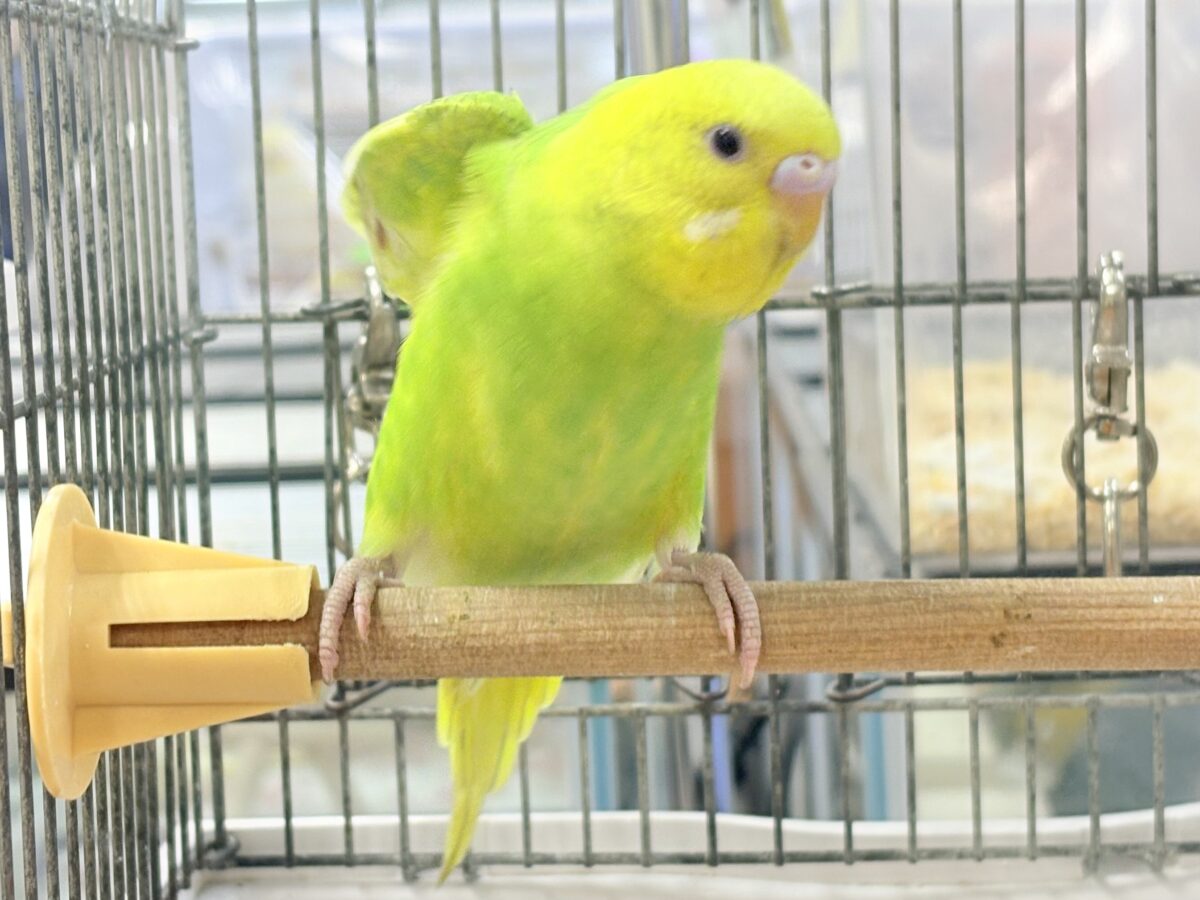 遊ぶの大好き‼️肩乗り大好き‼️セキセイインコ(スパングル) セキセイインコ
