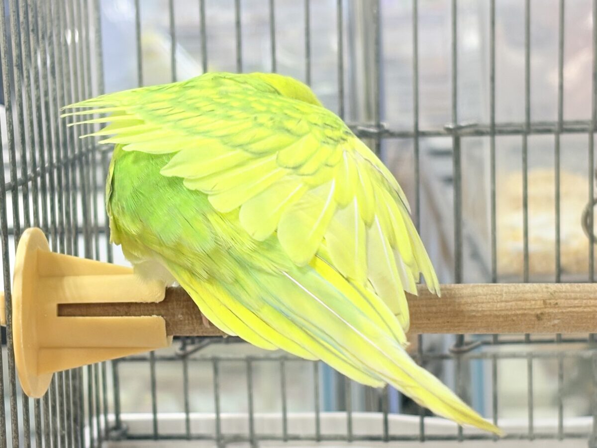 遊ぶの大好き‼️肩乗り大好き‼️セキセイインコ(スパングル) セキセイインコ
