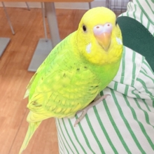 遊ぶの大好き‼️肩乗り大好き‼️セキセイインコ(スパングル)