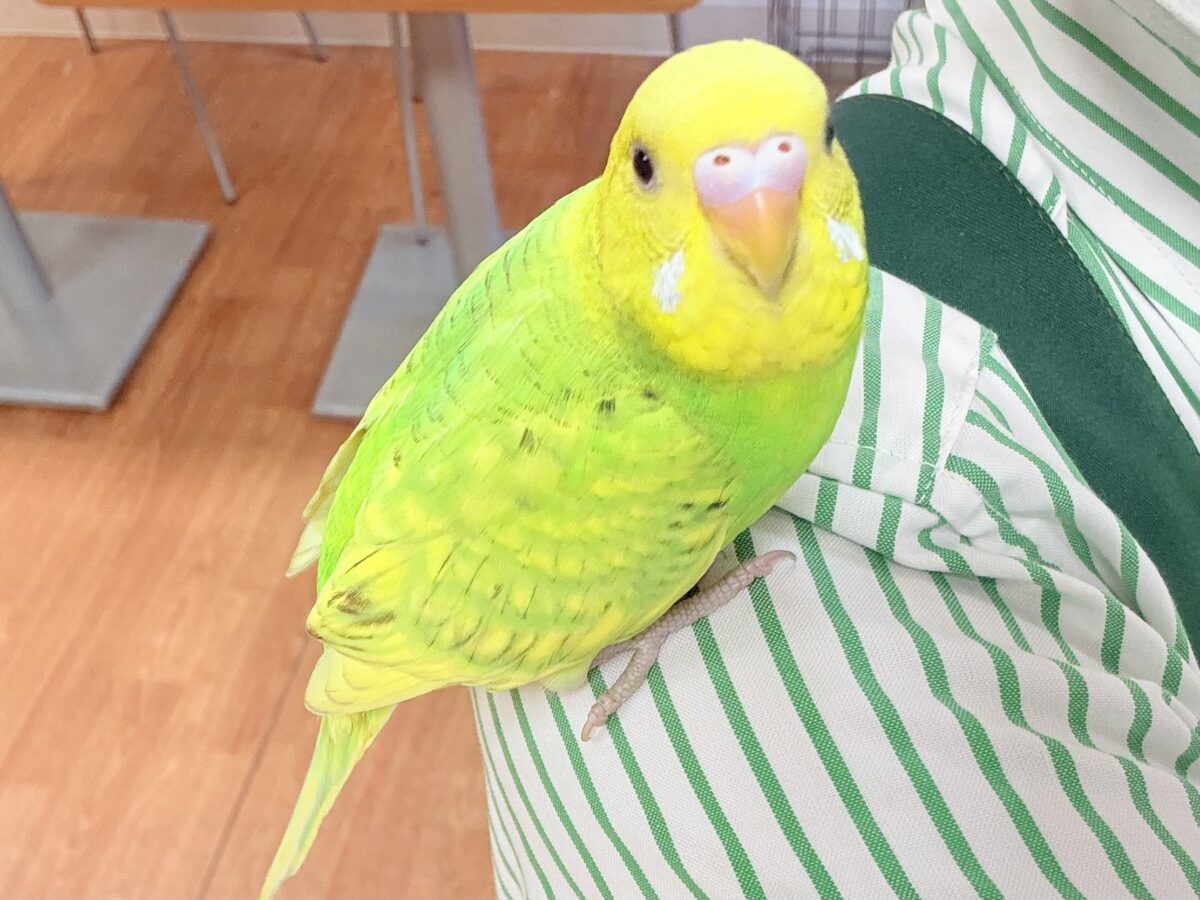 遊ぶの大好き‼️肩乗り大好き‼️セキセイインコ(スパングル) セキセイインコ