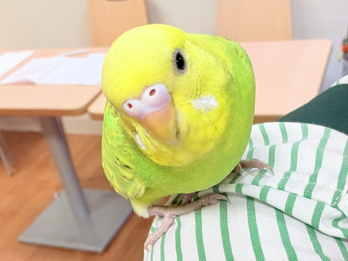 遊ぶの大好き‼️肩乗り大好き‼️セキセイインコ(スパングル) セキセイインコ