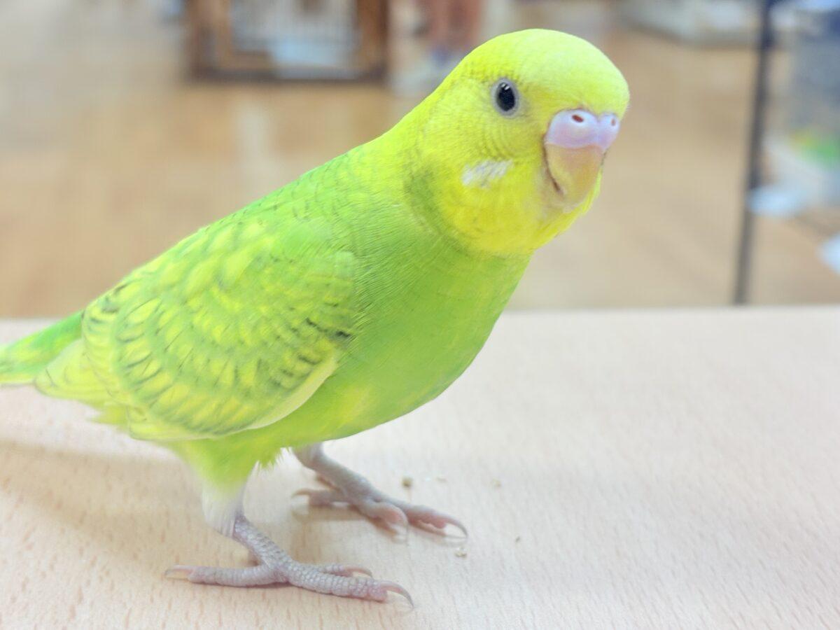 遊ぶの大好き‼️肩乗り大好き‼️セキセイインコ(スパングル) セキセイインコ