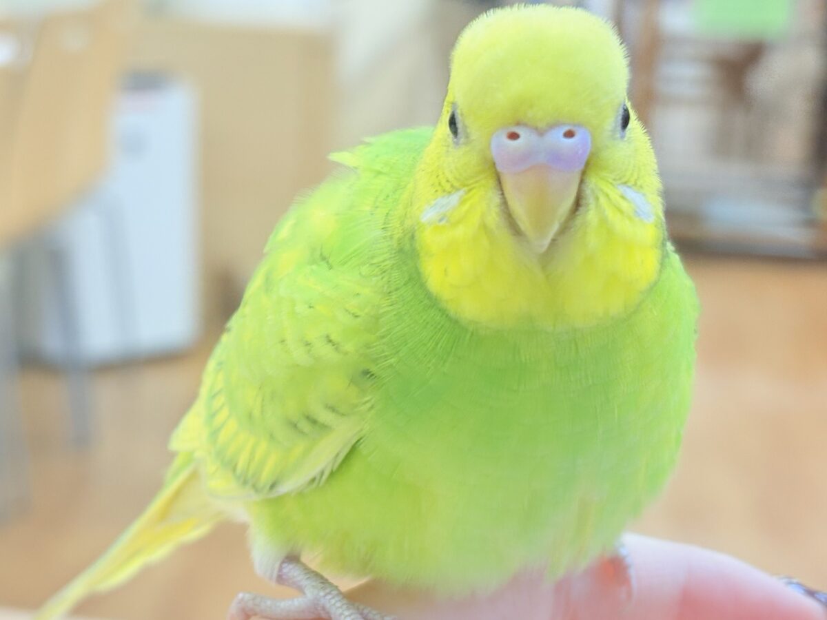 遊ぶの大好き‼️肩乗り大好き‼️セキセイインコ(スパングル) セキセイインコ