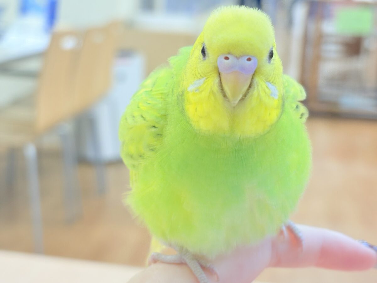 遊ぶの大好き‼️肩乗り大好き‼️セキセイインコ(スパングル) セキセイインコ
