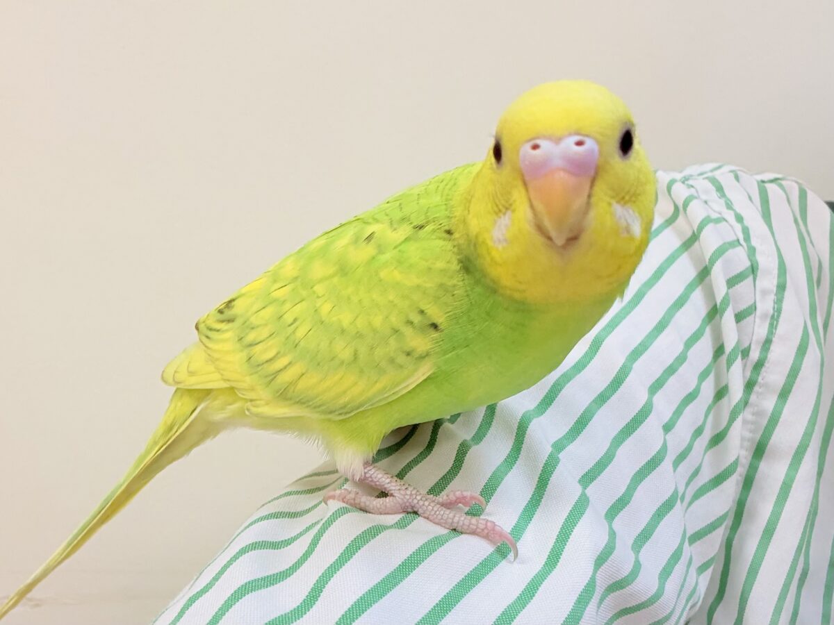 遊ぶの大好き‼️肩乗り大好き‼️セキセイインコ(スパングル) セキセイインコ