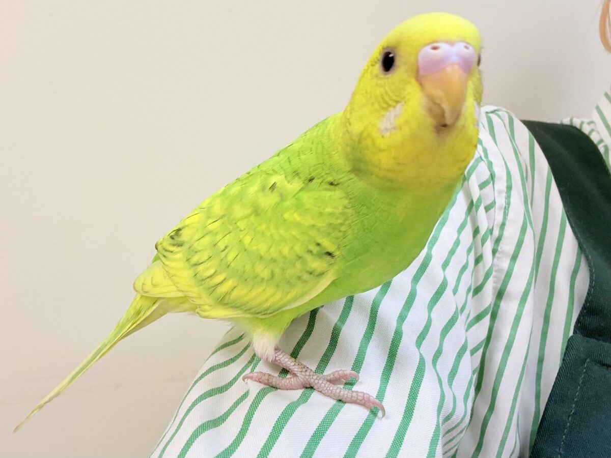 遊ぶの大好き‼️肩乗り大好き‼️セキセイインコ(スパングル) セキセイインコ