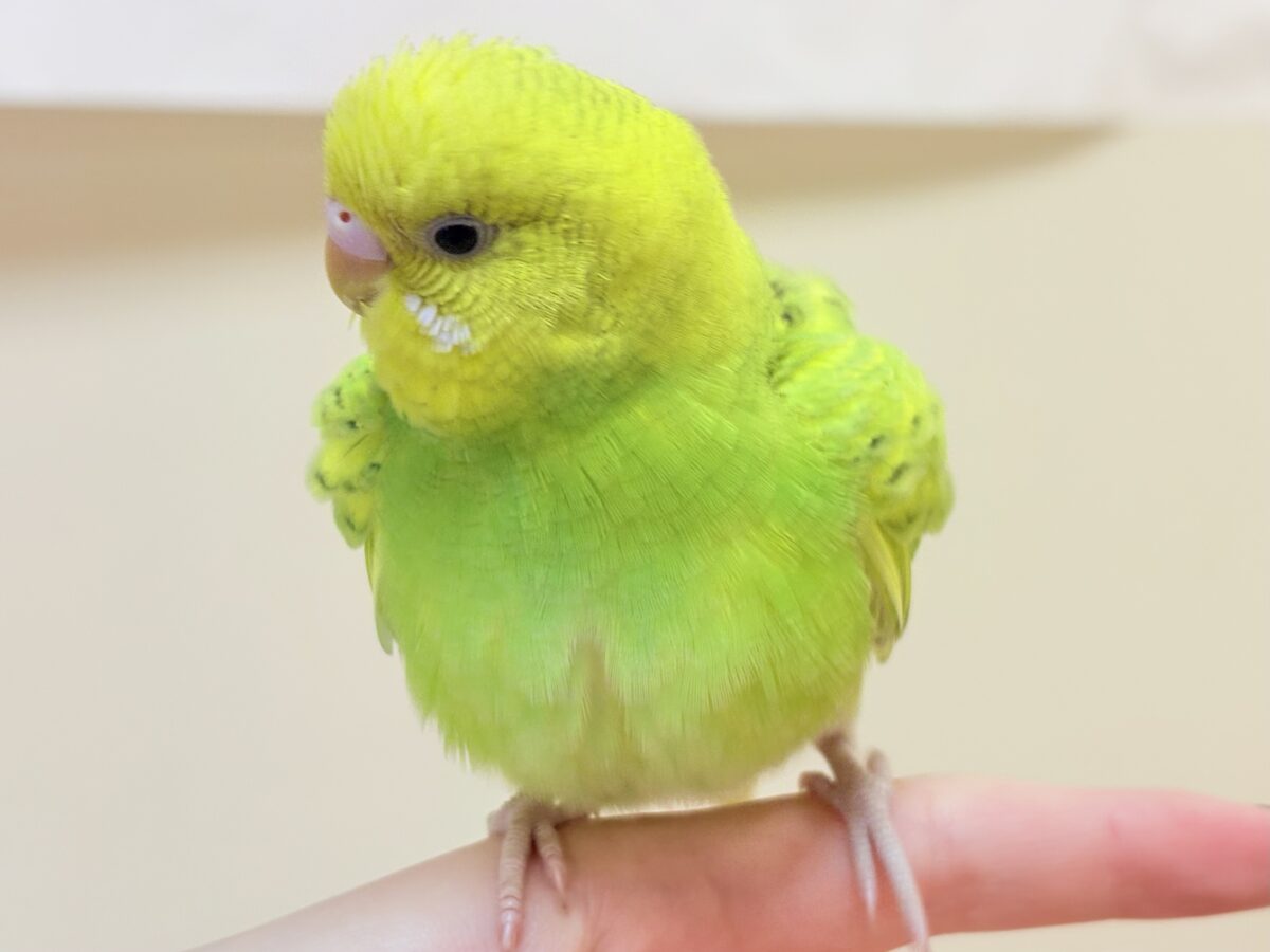 遊ぶの大好き‼️肩乗り大好き‼️セキセイインコ(スパングル) セキセイインコ