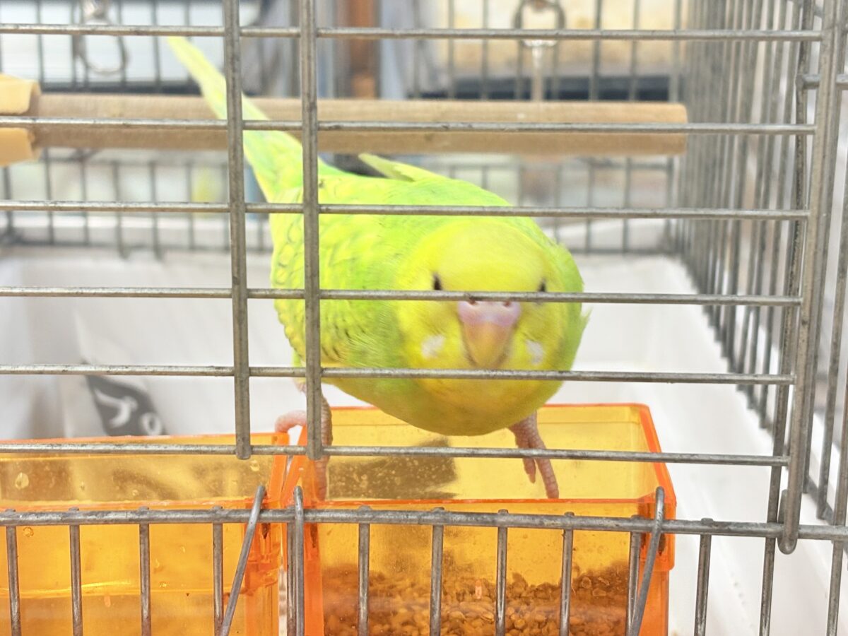 遊ぶの大好き‼️肩乗り大好き‼️セキセイインコ(スパングル) セキセイインコ