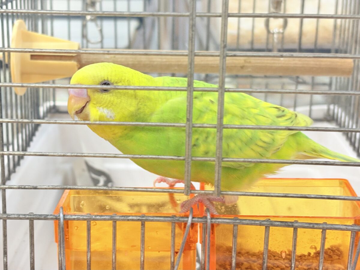 遊ぶの大好き‼️肩乗り大好き‼️セキセイインコ(スパングル) セキセイインコ