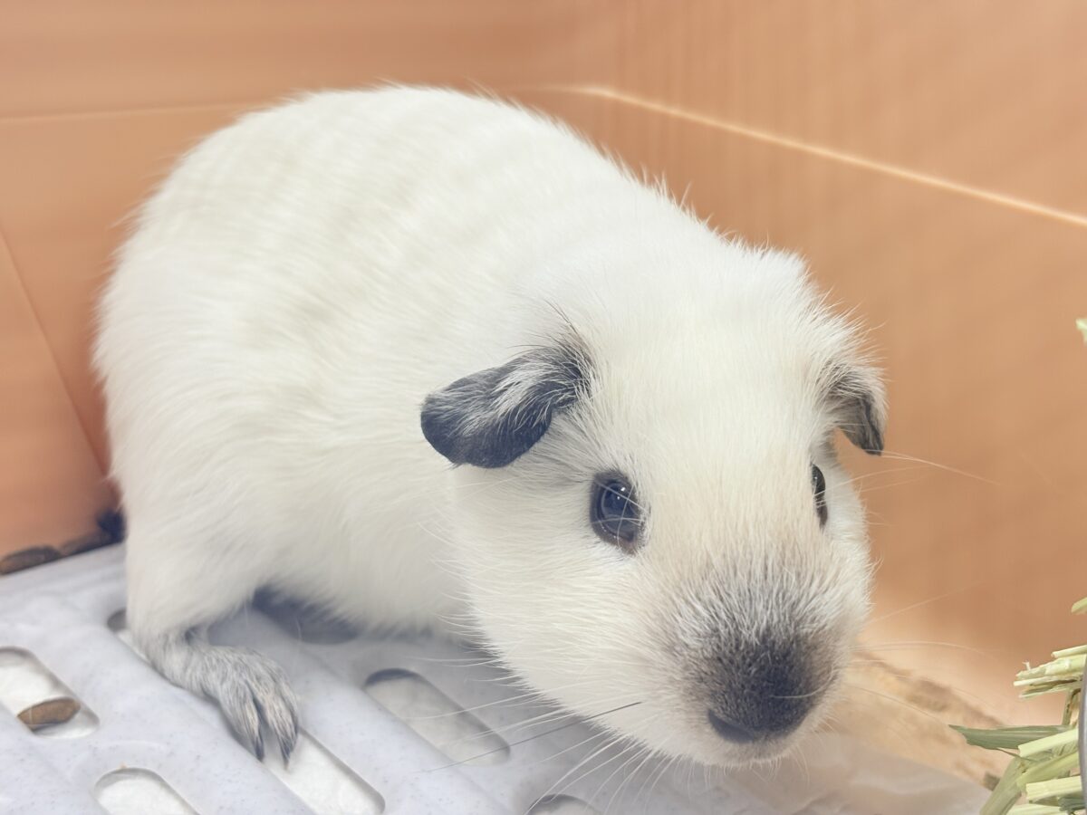 【最新画像更新🪄︎︎✨】将来はもっちもちになるんだっ🐹🍡🤍ロシアンスモークモルモット(ホワイト) 男の子 ロシアンスモークモルモット