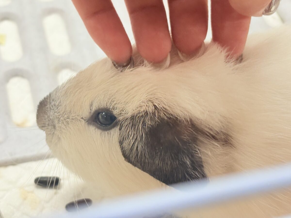 【最新画像更新🪄︎︎✨】将来はもっちもちになるんだっ🐹🍡🤍ロシアンスモークモルモット(ホワイト) 男の子 ロシアンスモークモルモット