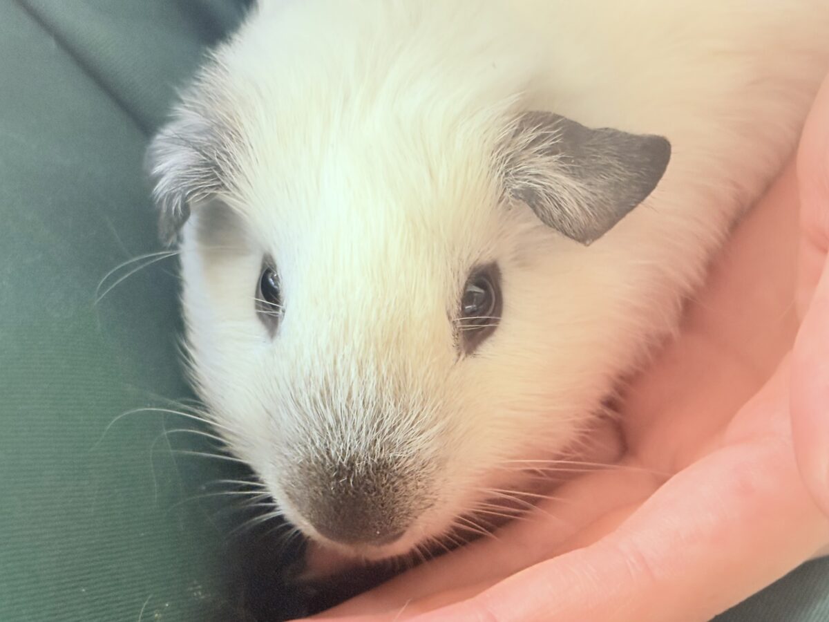 【最新画像更新🪄︎︎✨】将来はもっちもちになるんだっ🐹🍡🤍ロシアンスモークモルモット(ホワイト) 男の子 ロシアンスモークモルモット