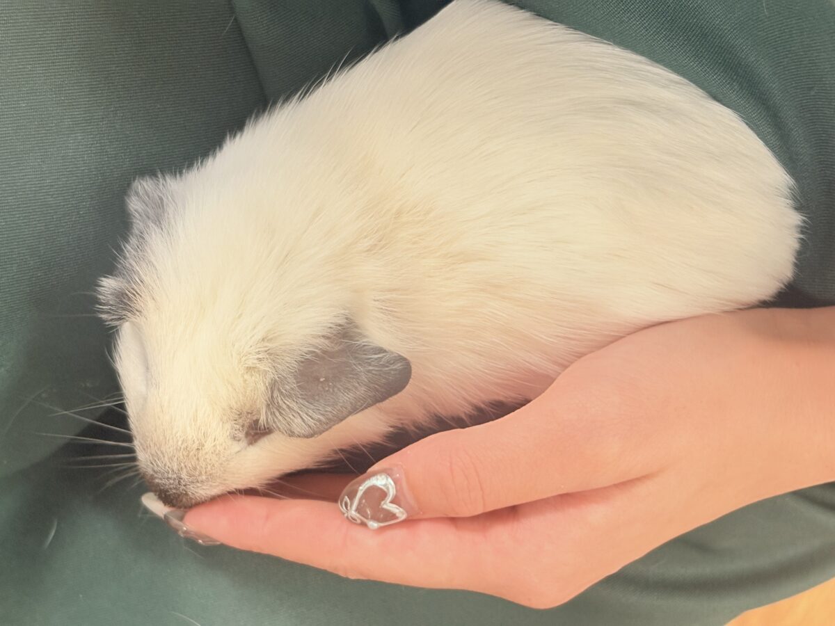 【最新画像更新🪄︎︎✨】将来はもっちもちになるんだっ🐹🍡🤍ロシアンスモークモルモット(ホワイト) 男の子 ロシアンスモークモルモット