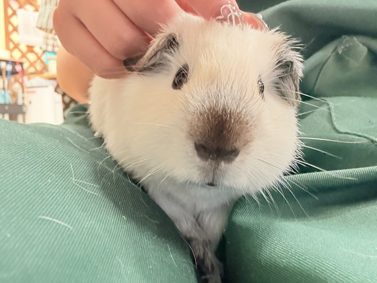 【最新画像更新🪄︎︎✨】将来はもっちもちになるんだっ🐹🍡🤍ロシアンスモークモルモット(ホワイト) 男の子 ロシアンスモークモルモット