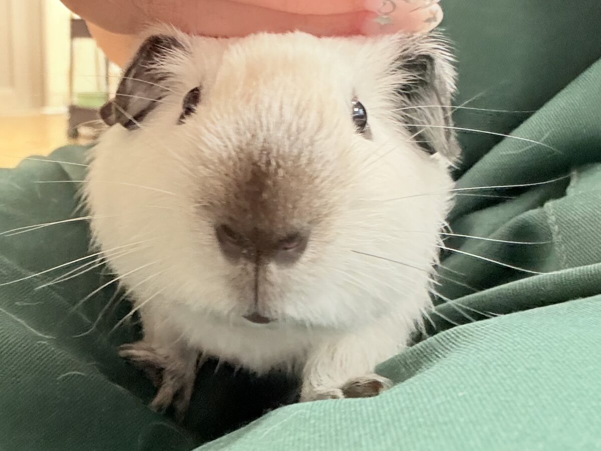 【最新画像更新🪄︎︎✨】将来はもっちもちになるんだっ🐹🍡🤍ロシアンスモークモルモット(ホワイト) 男の子 ロシアンスモークモルモット