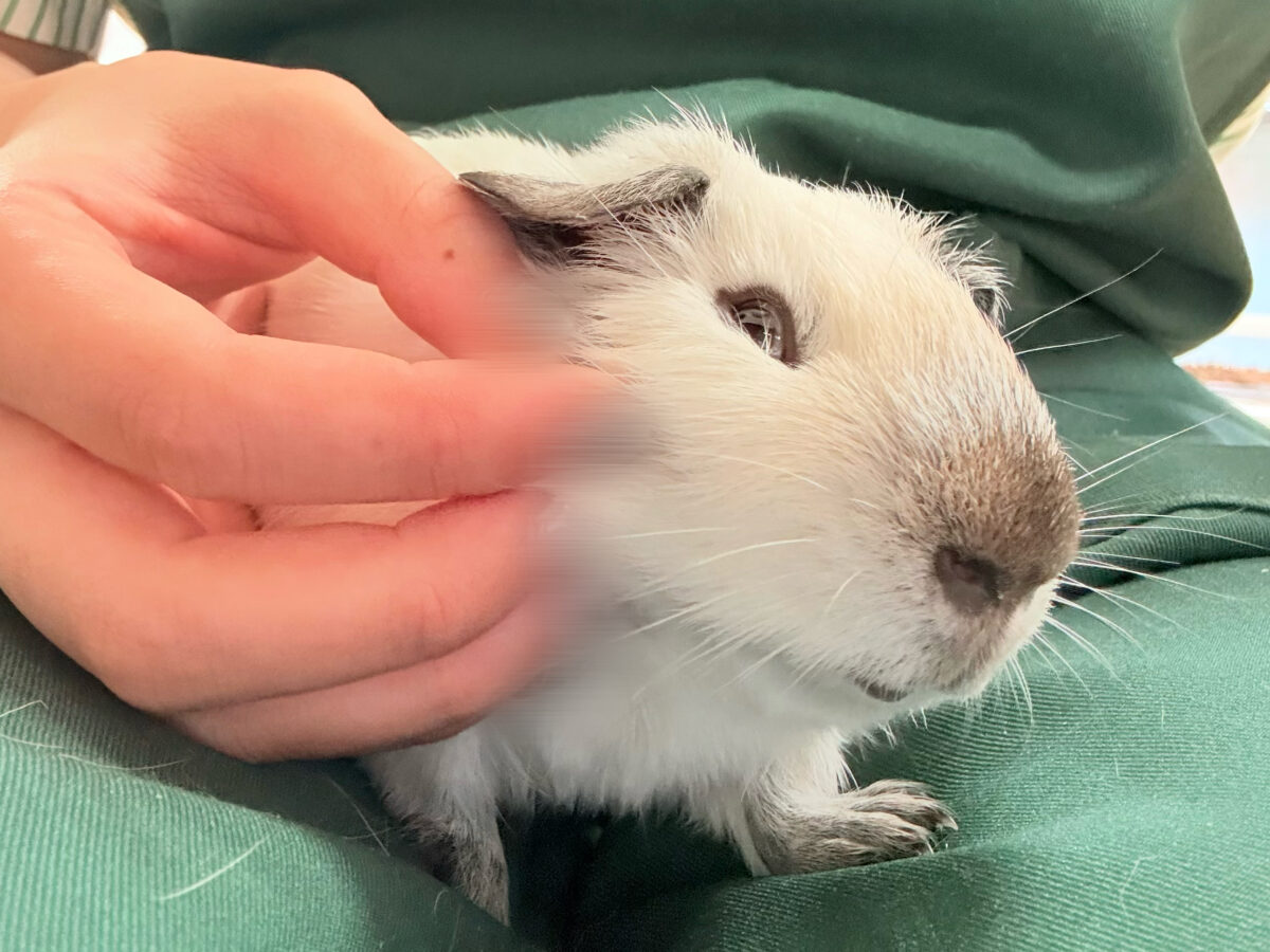 【最新画像更新🪄︎︎✨】将来はもっちもちになるんだっ🐹🍡🤍ロシアンスモークモルモット(ホワイト) 男の子 ロシアンスモークモルモット
