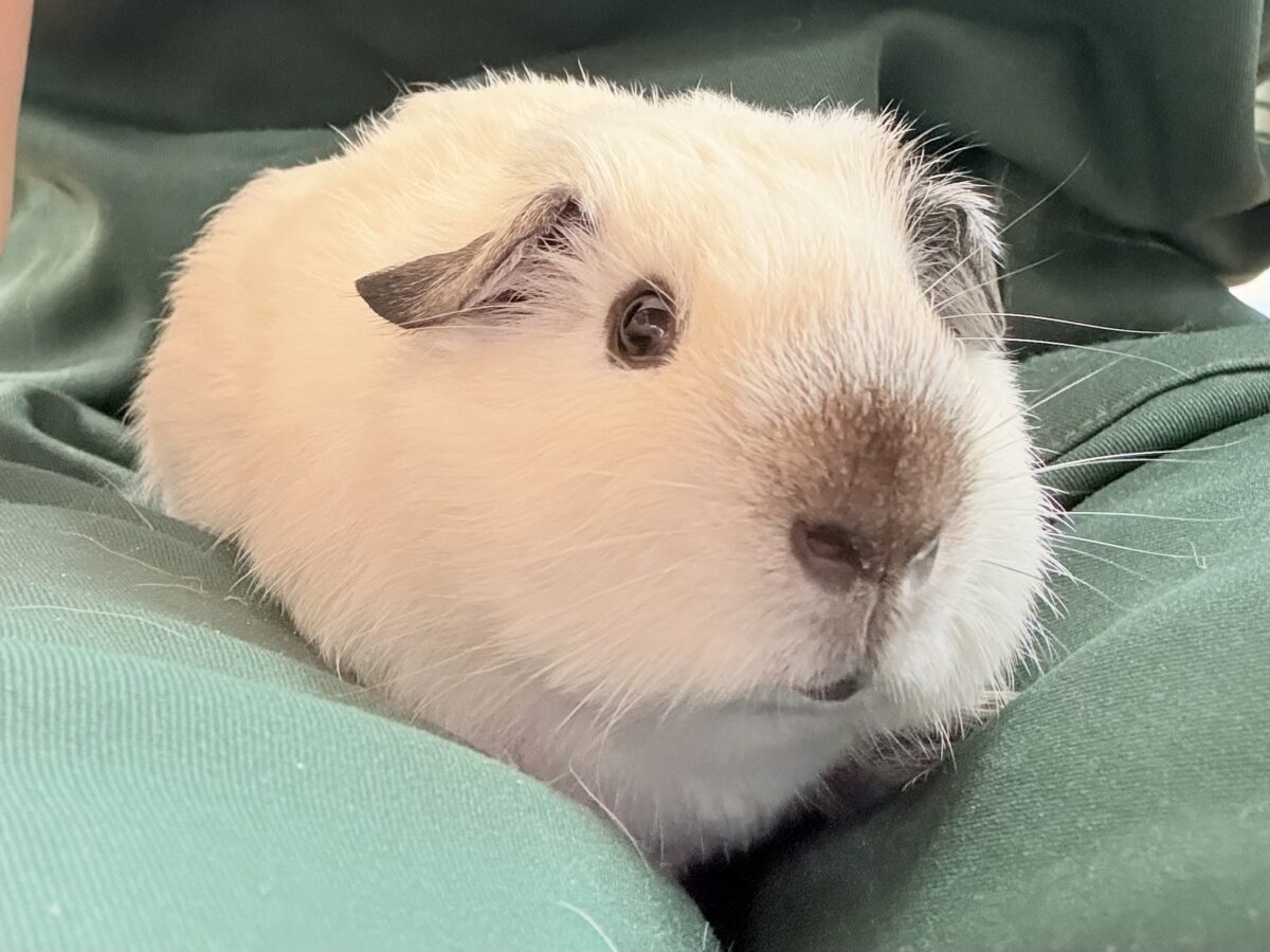 【最新画像更新🪄︎︎✨】将来はもっちもちになるんだっ🐹🍡🤍ロシアンスモークモルモット(ホワイト) 男の子 ロシアンスモークモルモット
