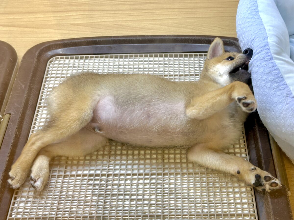 大人気♡豆柴の男の子がやってきた!🐕🩷 豆柴