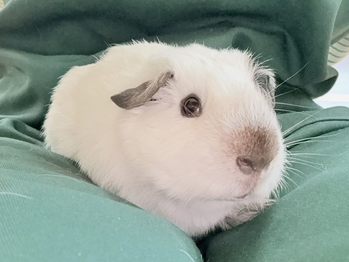 【最新画像更新🪄︎︎✨】将来はもっちもちになるんだっ🐹🍡🤍ロシアンスモークモルモット(ホワイト) 男の子 ロシアンスモークモルモット