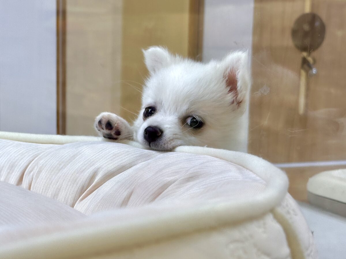 ポメチー（ポメチワ）