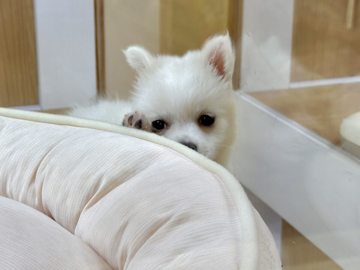 ポメチー（ポメチワ）