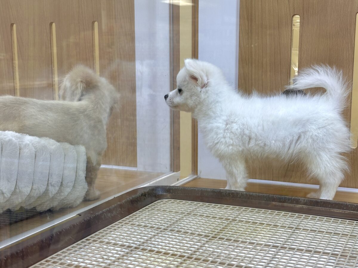 ポメチー（ポメチワ）