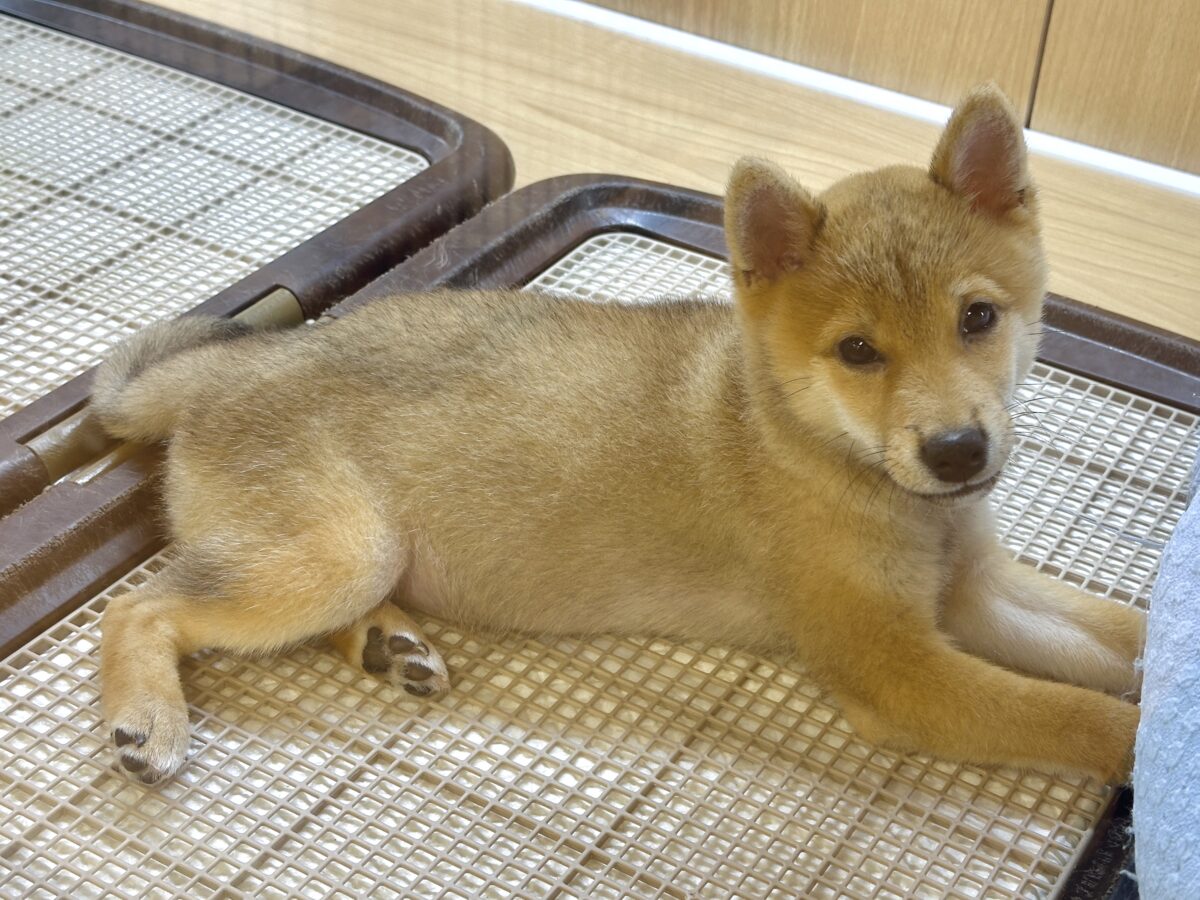 大人気♡豆柴の男の子がやってきた!🐕🩷 豆柴