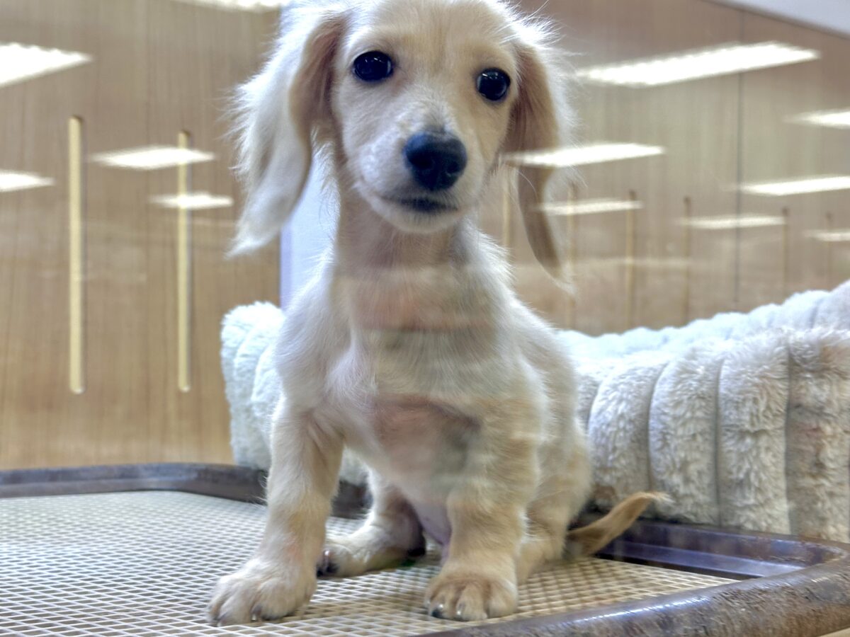 人が大好き❣️❣️ミニチュアダックスくん ミニチュアダックス