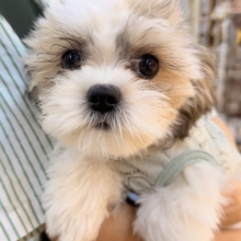 マルシーズの子犬くんが来ました✨