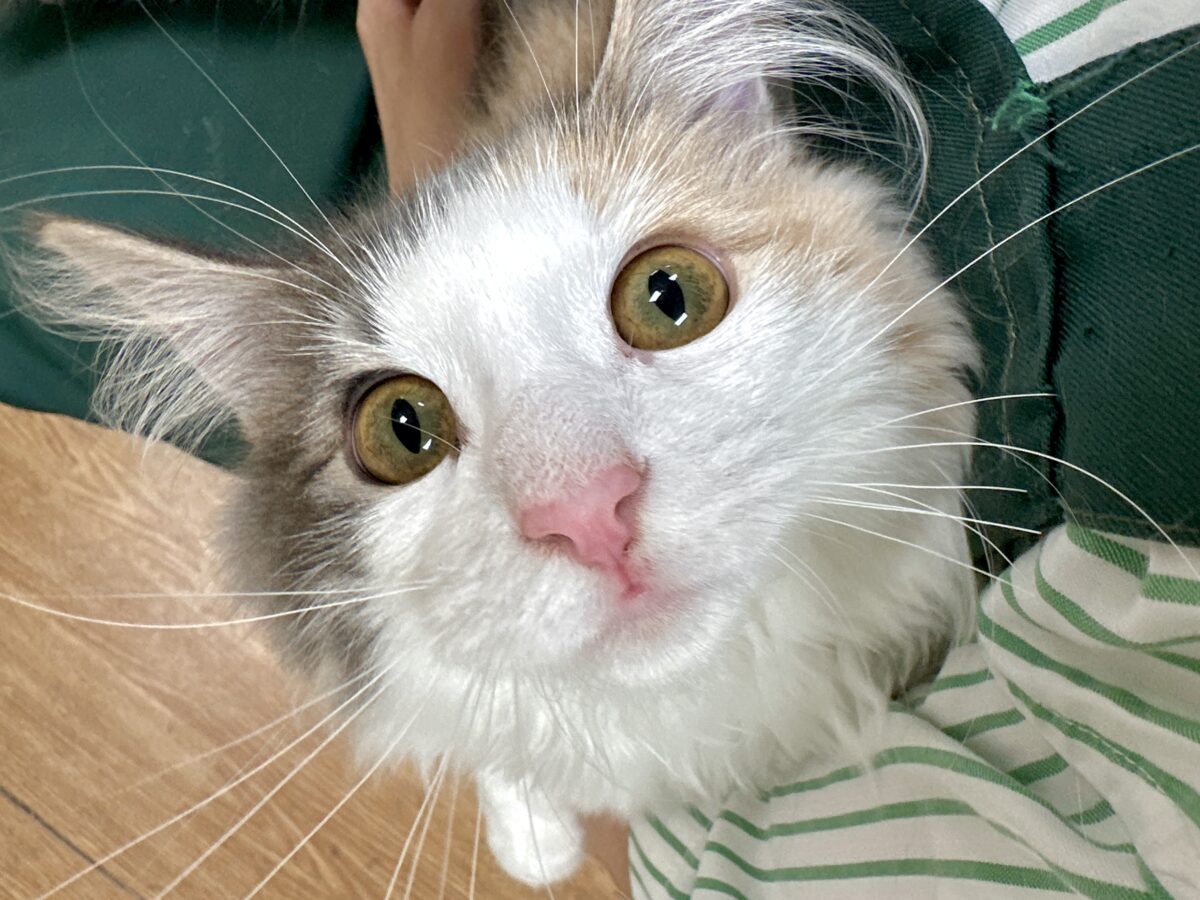 ノルウェージャンフォレストキャット