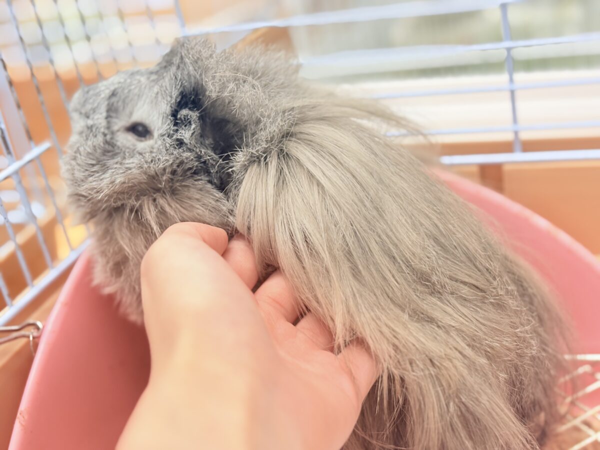 ペルビアンモルモット
