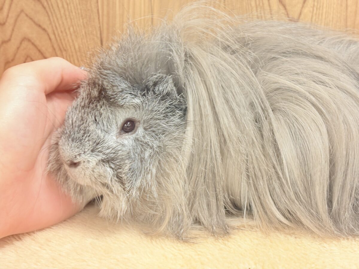 ペルビアンモルモット
