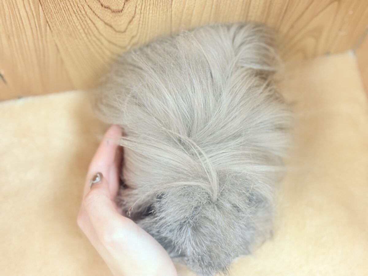 ペルビアンモルモット