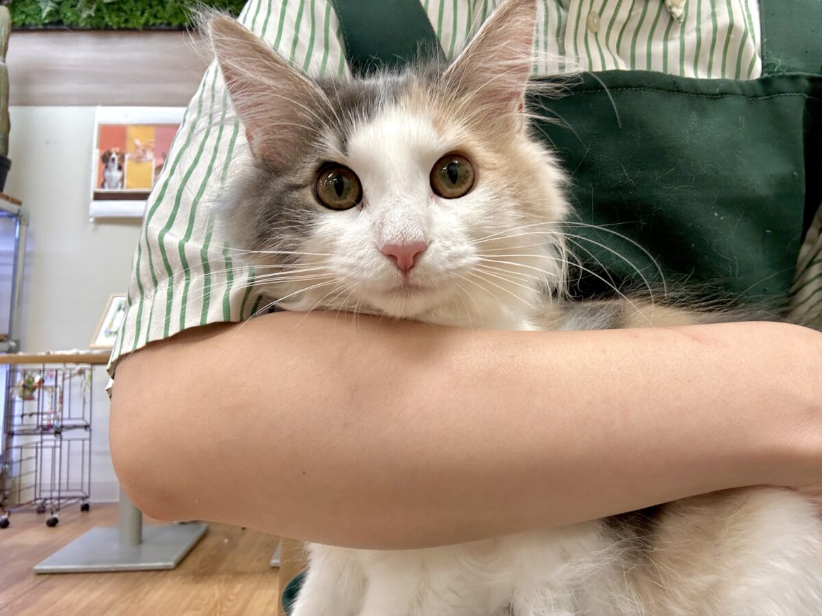 ノルウェージャンフォレストキャット