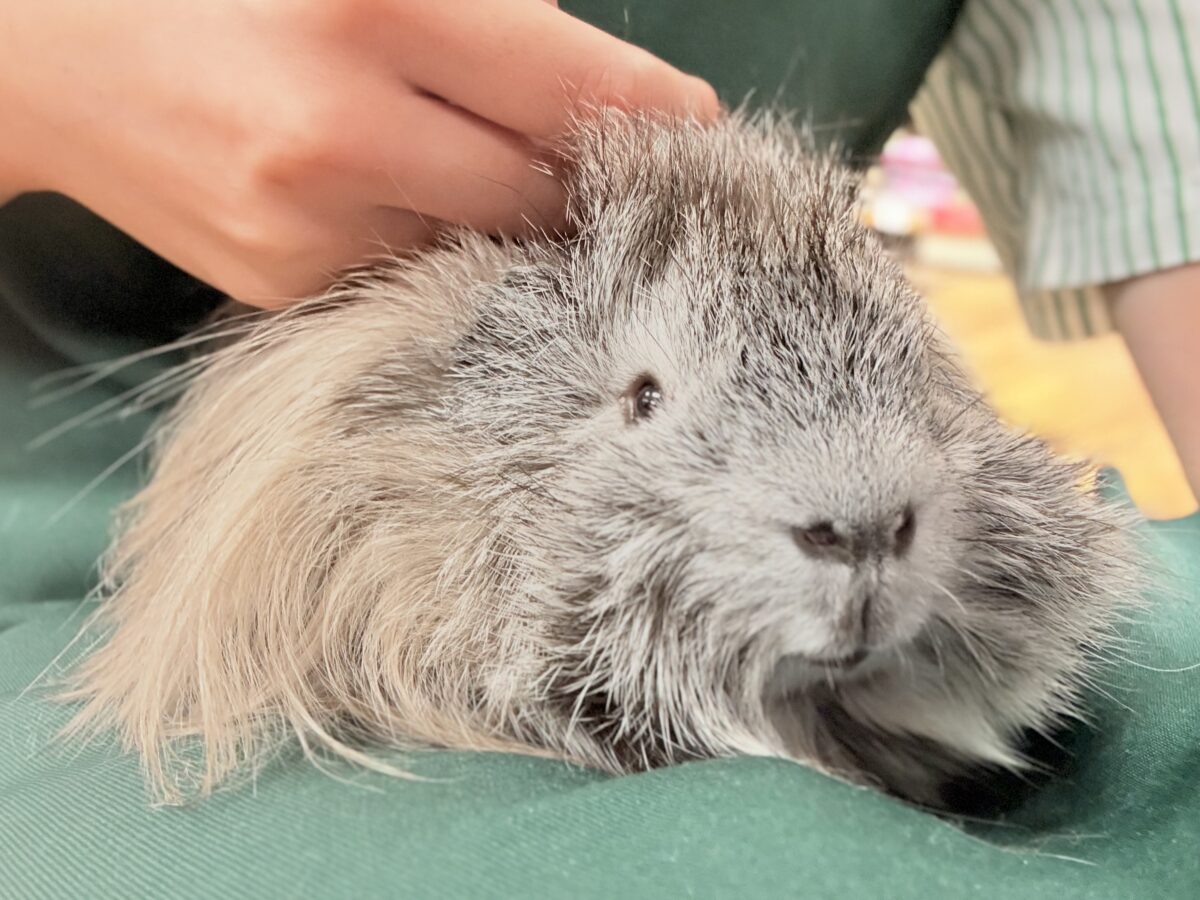 【最新画像更新🪄︎︎✨】まるで花火みたい🎆✨ペルビアンモルモット（男の子）
