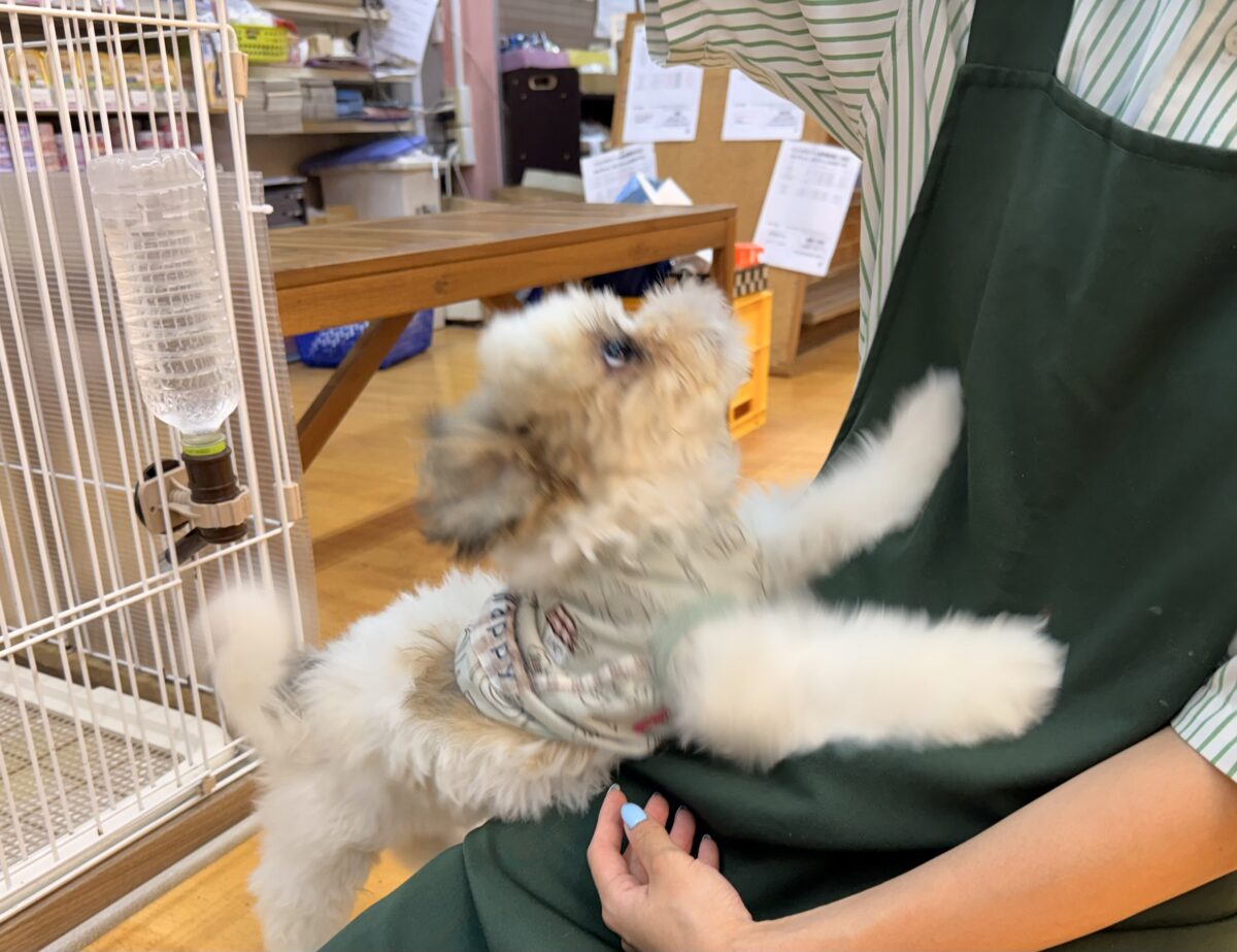 マルシーズの子犬くんが来ました✨ マルシーズ