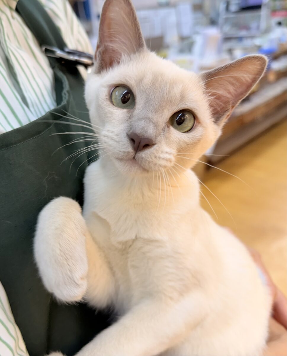 最新📷ふみふみが止まりませんっっっ！トンキニーズちゃん🐈