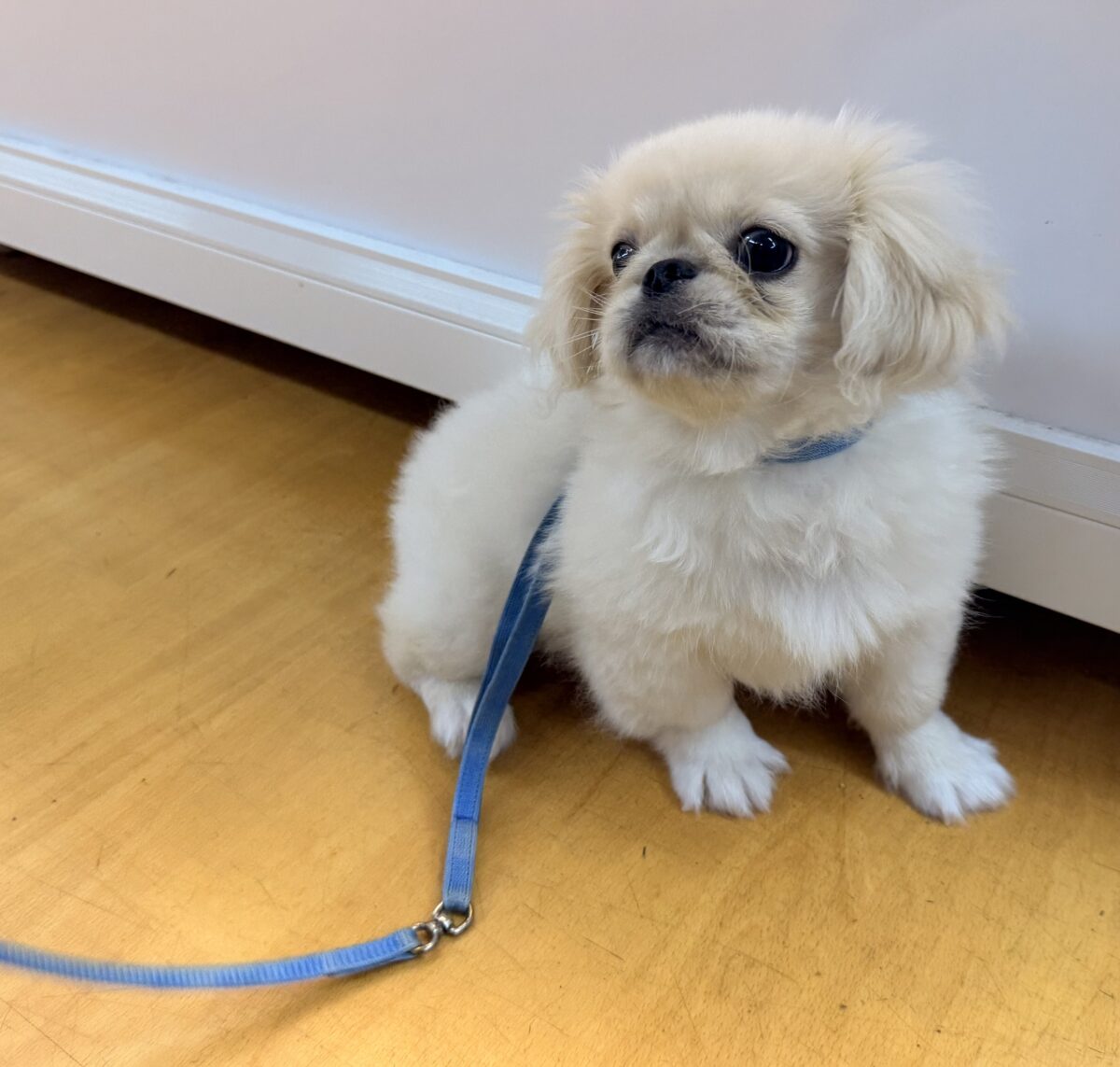最新📷アザラシの子供?ペキくん来たよ! ペキニーズ