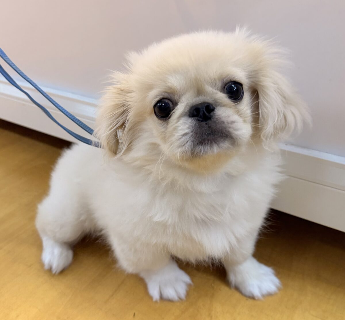 最新📷アザラシの子供?ペキくん来たよ! ペキニーズ